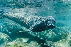 Juvenile northern elephant seal warily watches the photographer, underwater, Mirounga angustirostris, Guadalupe Island (Isla Guadalupe)