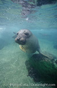 Northern elephant seal, San Benito Islands. San Benito Islands (Islas San Benito), Baja California, Mexico, Mirounga angustirostris, natural history stock photograph, photo id 00942