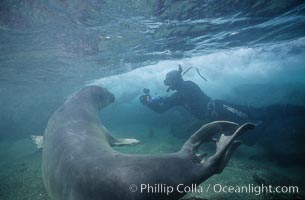 Northern elephant seal,  San Benito Islands, Mirounga angustirostris, San Benito Islands (Islas San Benito)