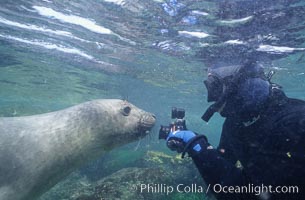 Northern elephant seal,  San Benito Islands, Mirounga angustirostris, San Benito Islands (Islas San Benito)