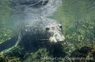 Northern elephant seal, San Benito Islands, Mirounga angustirostris, San Benito Islands (Islas San Benito)