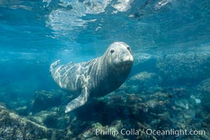 A northern elephant seal hovers underwater over a rocky bottom  along the coastline of Guadalupe Island, Mirounga angustirostris, Guadalupe Island (Isla Guadalupe)