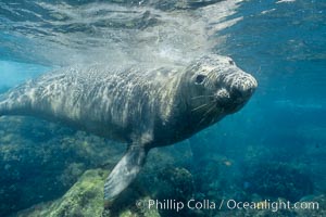 Northern elephant seal underwater at Guadalupe Island, Mirounga angustirostris, Guadalupe Island (Isla Guadalupe)