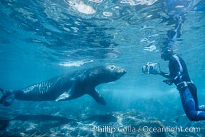 Northern elephant seal, Mirounga angustirostris, Guadalupe Island (Isla Guadalupe), copyright Natural History Photography, www.oceanlight.com, image #03527, all rights reserved worldwide.