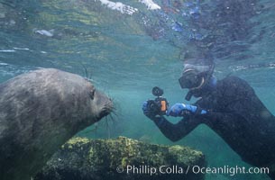 Northern elephant seal and freediving photographer, underwater, San Benito Islands, Mirounga angustirostris, San Benito Islands (Islas San Benito)