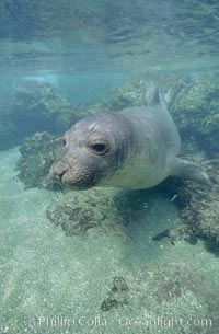 Juvenile northern elephant seal, underwater, San Benito Islands, Mirounga angustirostris, San Benito Islands (Islas San Benito)