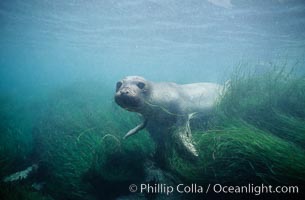 Juvenile northern elephant seal, underwater, San Benito Islands.