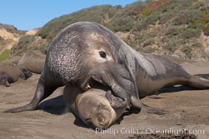 A bull elephant seal forceably mates (copulates) with a much smaller female, often biting her into submission and using his weight to keep her from fleeing.  Males may up to 5000 lbs, triple the size of females.  Sandy beach rookery, winter, Central California.