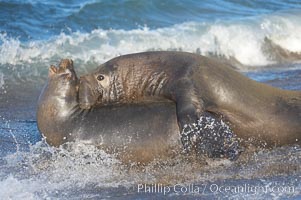 A bull elephant seal forceably mates (copulates) with a much smaller female, often biting her into submission and using his weight to keep her from fleeing.  Males may up to 5000 lbs, triple the size of females.  Sandy beach rookery, winter, Central California. Piedras Blancas, San Simeon, USA, Mirounga angustirostris, natural history stock photograph, photo id 15410