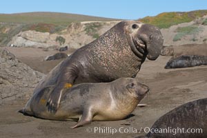 A bull elephant seal forceably mates (copulates) with a much smaller female, often biting her into submission and using his weight to keep her from fleeing.  Males may up to 5000 lbs, triple the size of females.  Sandy beach rookery, winter, Central California, Mirounga angustirostris, Piedras Blancas, San Simeon