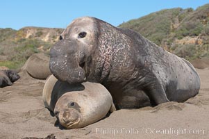 A bull elephant seal forceably mates (copulates) with a much smaller female, often biting her into submission and using his weight to keep her from fleeing.  Males may up to 5000 lbs, triple the size of females.  Sandy beach rookery, winter, Central California, Mirounga angustirostris, Piedras Blancas, San Simeon