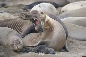 A bull elephant seal forceably mates (copulates) with a much smaller female, often biting her into submission and using his weight to keep her from fleeing.  Males may up to 5000 lbs, triple the size of females.  Sandy beach rookery, winter, Central California.