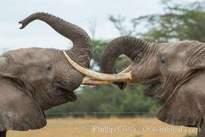 Elephants sparring with tusks, Loxodonta africana, Amboseli National Park