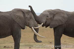 Elephants sparring with tusks, Loxodonta africana, Amboseli National Park