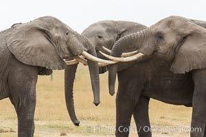 Elephants sparring with tusks