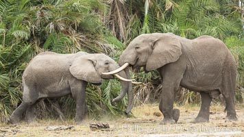 Elephants sparring with tusks, Loxodonta africana, Amboseli National Park