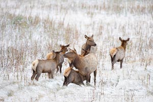 Female and young elk in early autumn snowfall, Cervus canadensis, Yellowstone National Park, Wyoming