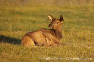 Juvenile elk in golden, late afternoon light, in meadow along Madison River, autumn, Cervus canadensis, Yellowstone National Park, Wyoming