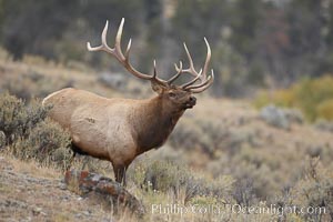 Bull elk in sage brush with large rack of antlers during the fall rut (mating season).  This bull elk has sparred with other bulls to establish his harem of females with which he hopes to mate, Cervus canadensis, Mammoth Hot Springs, Yellowstone National Park, Wyoming