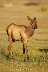 Juvenile elk in golden, late afternoon light, in meadow along Madison River, autumn, Cervus canadensis, Yellowstone National Park, Wyoming