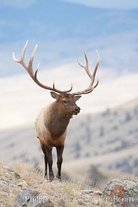 Elk, bull elk, adult male elk with large set of antlers.  By September, this bull elk's antlers have reached their full size and the velvet has fallen off. This bull elk has sparred with other bulls for access to herds of females in estrous and ready to mate, Cervus canadensis, Mammoth Hot Springs, Yellowstone National Park, Wyoming