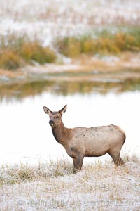 Male elk bugling during the fall rut. Large male elk are known as bulls. Male elk have large antlers which are shed each year. Male elk engage in competitive mating behaviors during the rut, including posturing, antler wrestling and bugling, a loud series of screams which is intended to establish dominance over other males and attract females, Cervus canadensis, Madison River, Yellowstone National Park, Wyoming