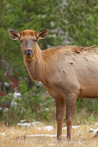 Juvenile elk, autumn, Cervus canadensis, Yellowstone National Park, Wyoming