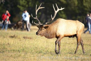 Tourists observe a large male elk, known as a bull, with large set of antlers.  By September, this bull elk's antlers have reached their full size and the velvet has fallen off. This bull elk has sparred with other bulls for access to herds of females in estrous and ready to mate, Cervus canadensis, Yellowstone National Park, Wyoming