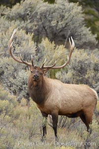 Bull elk in sage brush with large rack of antlers during the fall rut (mating season).  This bull elk has sparred with other bulls to establish his harem of females with which he hopes to mate, Cervus canadensis, Mammoth Hot Springs, Yellowstone National Park, Wyoming