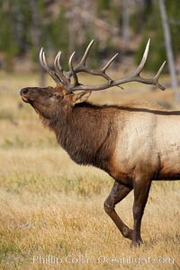 Elk, bull elk, adult male elk with large set of antlers.  By September, this bull elk's antlers have reached their full size and the velvet has fallen off. This bull elk has sparred with other bulls for access to herds of females in estrous and ready to mate, Cervus canadensis, Yellowstone National Park, Wyoming