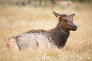 Elk, adult female, rests in grass meadow, Cervus canadensis, Yellowstone National Park, Wyoming