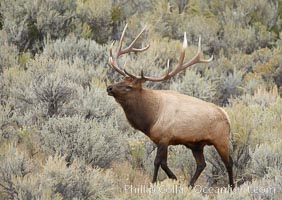 Bull elk in sage brush with large rack of antlers during the fall rut (mating season).  This bull elk has sparred with other bulls to establish his harem of females with which he hopes to mate, Cervus canadensis, Mammoth Hot Springs, Yellowstone National Park, Wyoming