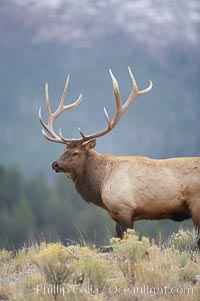 Bull elk in sage brush with large rack of antlers during the fall rut (mating season).  This bull elk has sparred with other bulls to establish his harem of females with which he hopes to mate, Cervus canadensis, Mammoth Hot Springs, Yellowstone National Park, Wyoming