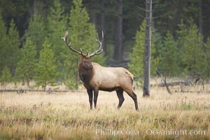 Elk, bull elk, adult male elk with large set of antlers.  By September, this bull elk's antlers have reached their full size and the velvet has fallen off. This bull elk has sparred with other bulls for access to herds of females in estrous and ready to mate, Cervus canadensis, Yellowstone National Park, Wyoming