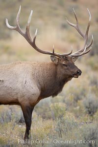 Bull elk in sage brush with large rack of antlers during the fall rut (mating season).  This bull elk has sparred with other bulls to establish his harem of females with which he hopes to mate, Cervus canadensis, Mammoth Hot Springs, Yellowstone National Park, Wyoming