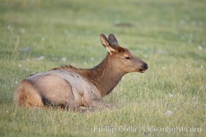 Elk, juvenile, rests in grass meadow, Cervus canadensis, Yellowstone National Park, Wyoming