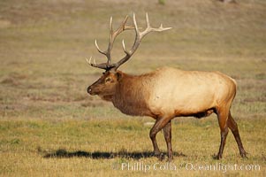 Elk, bull elk, adult male elk with large set of antlers.  By September, this bull elk's antlers have reached their full size and the velvet has fallen off. This bull elk has sparred with other bulls for access to herds of females in estrous and ready to mate, Cervus canadensis, Yellowstone National Park, Wyoming