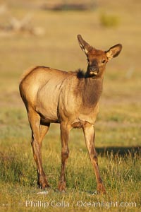 Juvenile elk in golden, late afternoon light, in meadow along Madison River, autumn, Cervus canadensis, Yellowstone National Park, Wyoming