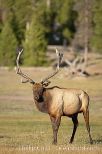 Elk, bull elk, adult male elk with large set of antlers.  By September, this bull elk's antlers have reached their full size and the velvet has fallen off. This bull elk has sparred with other bulls for access to herds of females in estrous and ready to mate, Cervus canadensis, Yellowstone National Park, Wyoming