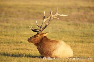 Elk, bull elk, adult male elk with large set of antlers.  By September, this bull elk's antlers have reached their full size and the velvet has fallen off. This bull elk has sparred with other bulls for access to herds of females in estrous and ready to mate, Cervus canadensis, Yellowstone National Park, Wyoming