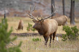 Elk, bull elk, adult male elk with large set of antlers.  By September, this bull elk's antlers have reached their full size and the velvet has fallen off. This bull elk has sparred with other bulls for access to herds of females in estrous and ready to mate, Cervus canadensis, Yellowstone National Park, Wyoming