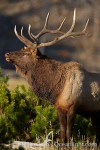 Elk, bull elk, adult male elk with large set of antlers.  By September, this bull elk's antlers have reached their full size and the velvet has fallen off. This bull elk has sparred with other bulls for access to herds of females in estrous and ready to mate, Cervus canadensis, Yellowstone National Park, Wyoming