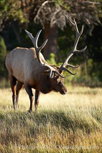 Elk, bull elk, adult male elk with large set of antlers.  By September, this bull elk's antlers have reached their full size and the velvet has fallen off. This bull elk has sparred with other bulls for access to herds of females in estrous and ready to mate, Cervus canadensis, Yellowstone National Park, Wyoming