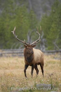 Elk, bull elk, adult male elk with large set of antlers.  By September, this bull elk's antlers have reached their full size and the velvet has fallen off. This bull elk has sparred with other bulls for access to herds of females in estrous and ready to mate, Cervus canadensis, Yellowstone National Park, Wyoming