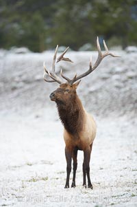 Large male elk (bull) in snow covered meadow near Madison River.  Only male elk have antlers, which start growing in the spring and are shed each winter. The largest antlers may be 4 feet long and weigh up to 40 pounds. Antlers are made of bone which can grow up to one inch per day. While growing, the antlers are covered with and protected by a soft layer of highly vascularised skin known as velvet. The velvet is shed in the summer when the antlers have fully developed. Bull elk may have six or more tines on each antler, however the number of tines has little to do with the age or maturity of a particular animal, Cervus canadensis, Yellowstone National Park, Wyoming