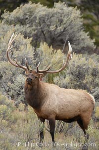 Bull elk in sage brush with large rack of antlers during the fall rut (mating season).  This bull elk has sparred with other bulls to establish his harem of females with which he hopes to mate, Cervus canadensis, Mammoth Hot Springs, Yellowstone National Park, Wyoming