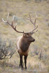 Bull elk in sage brush with large rack of antlers during the fall rut (mating season).  This bull elk has sparred with other bulls to establish his harem of females with which he hopes to mate, Cervus canadensis, Mammoth Hot Springs, Yellowstone National Park, Wyoming