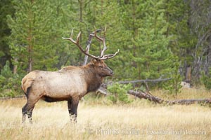 Elk, bull elk, adult male elk with large set of antlers.  By September, this bull elk's antlers have reached their full size and the velvet has fallen off. This bull elk has sparred with other bulls for access to herds of females in estrous and ready to mate, Cervus canadensis, Yellowstone National Park, Wyoming