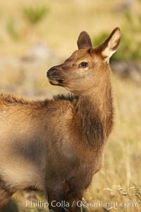 Elk, autumn, fall, Cervus canadensis, Yellowstone National Park, Wyoming