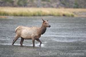 Adult female elk crossing the Madison River, Yellowstone, Cervus canadensis, Yellowstone National Park, Wyoming